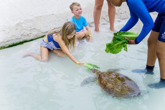 Quick Guide To Family Friendly Nassau, Bahamas Quick Guide To Family Friendly Nassau, Bahamas