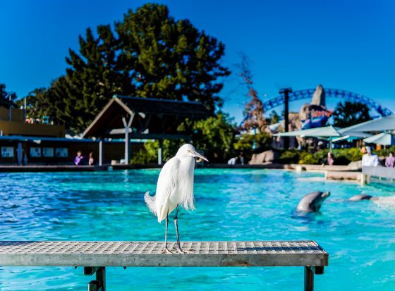 Child Centric Vacation Ideas In Southern California