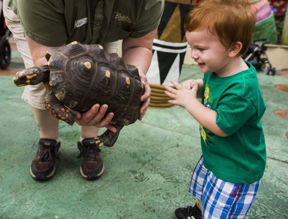 Springtime Family Fun At Busch Gardens Tampa Bay