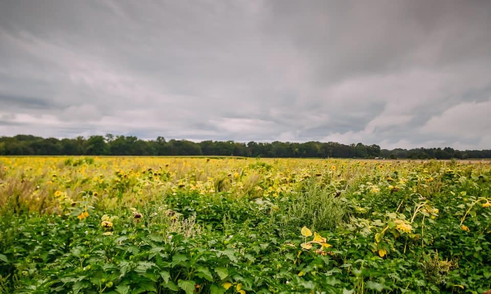 Rhine River Cruise On Amakristina And The Enchanting River Rhine