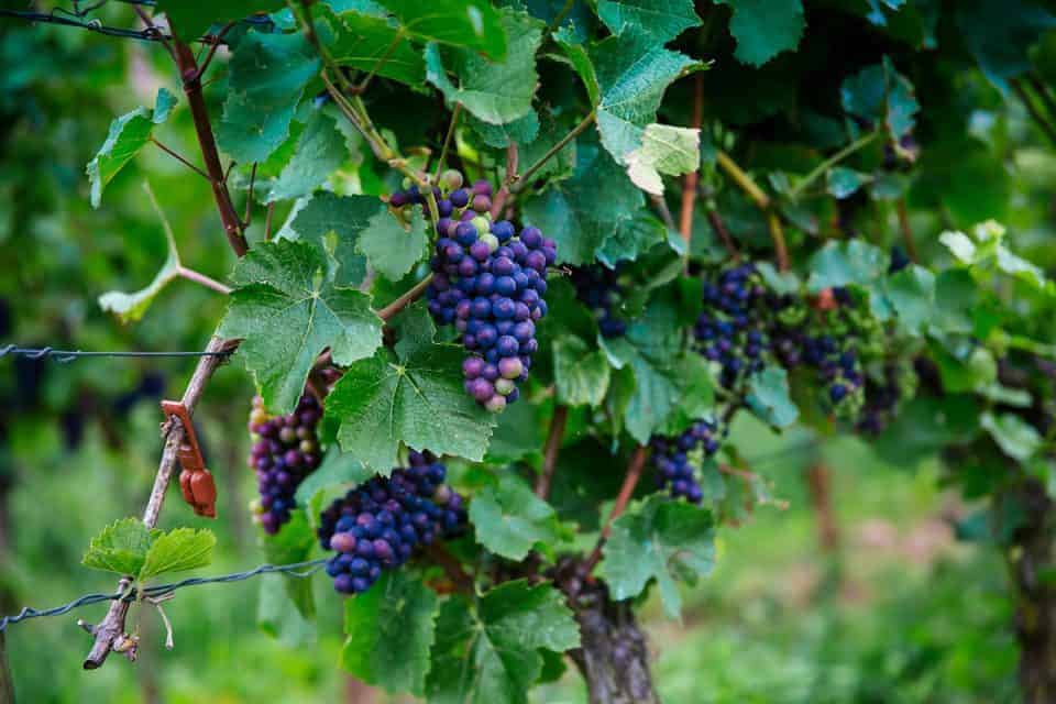 Rhine River Cruise On Amakristina And The Enchanting River Rhine