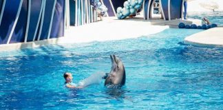 Sea World with Renaissance Orlando Seaworld Orlando Theme Park Of X