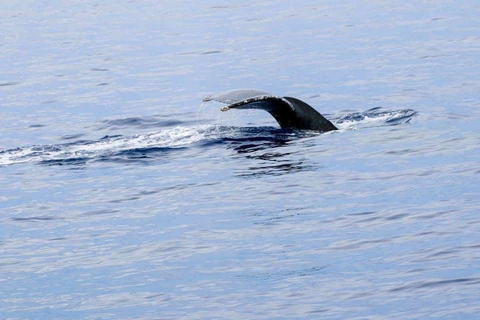 Enjoying Paradise With Your Love: Couple’s Activities In Maui