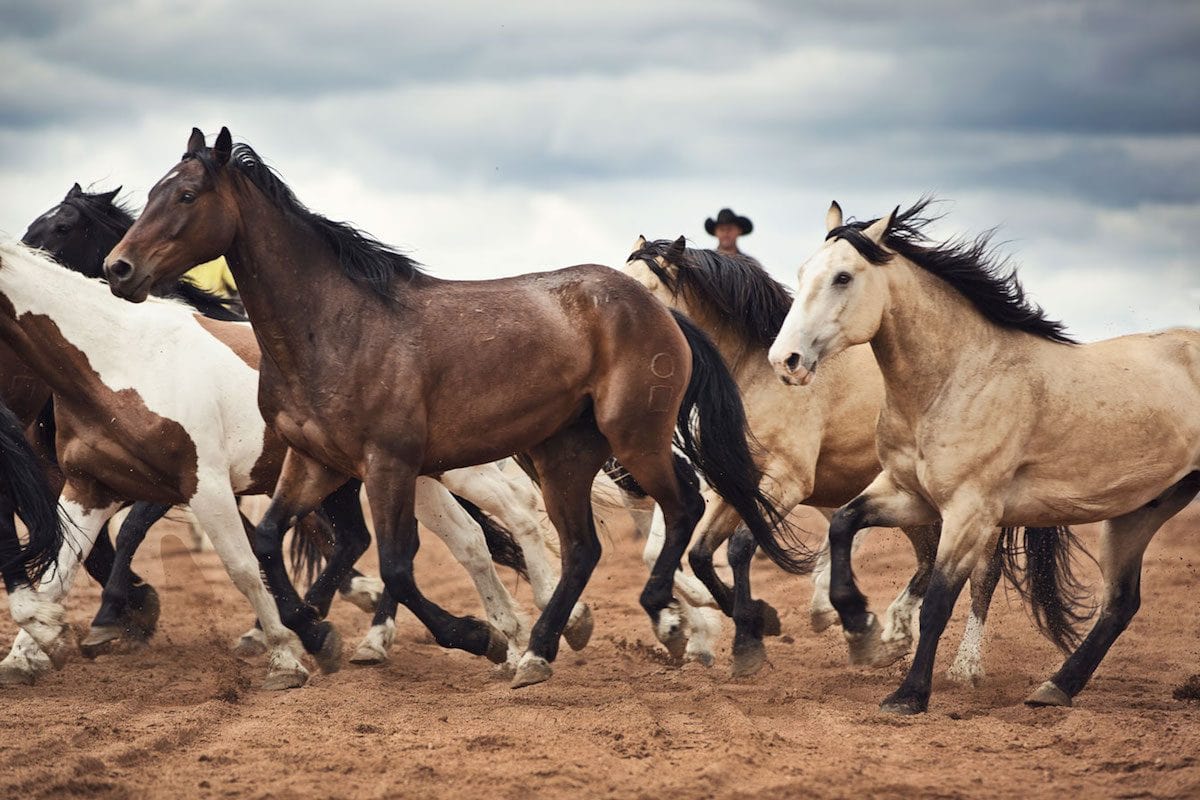 X Best Dude Ranches For An All Inclusive Experience