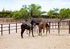 10 Best Dude Ranches for An All-Inclusive Experience 10 Best Dude Ranches For An All-inclusive Experience