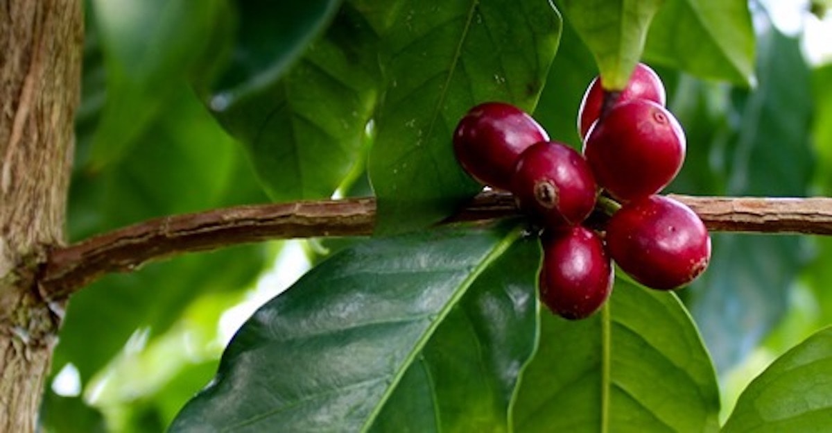 every-avenue-travel-Hawaiian-Food