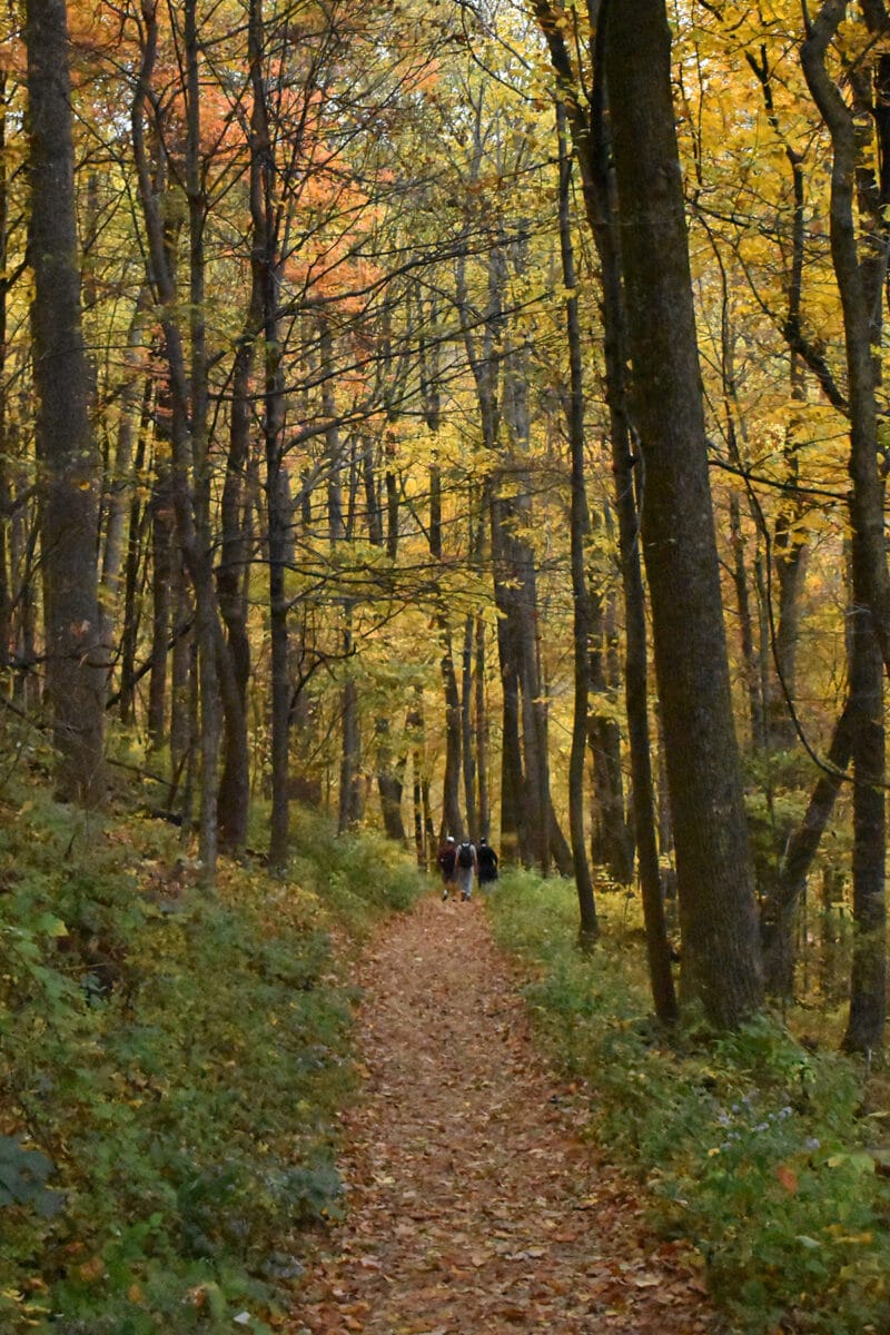Making The Most Of Camping At Shenandoah National Park With Kids