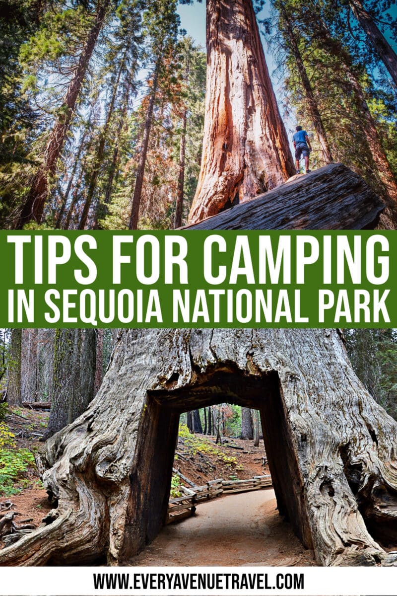 every avenue travel Sequoia National Park Camping