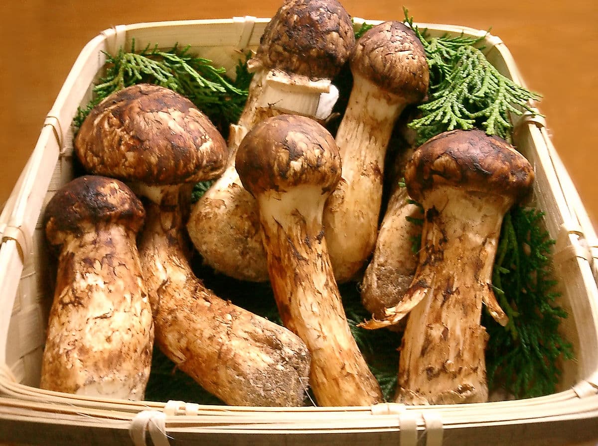 every-avenue-travel-Exotic Food