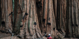 Sequoia National Park Camping Made Easy Sequoia National Park Camping Made Easy