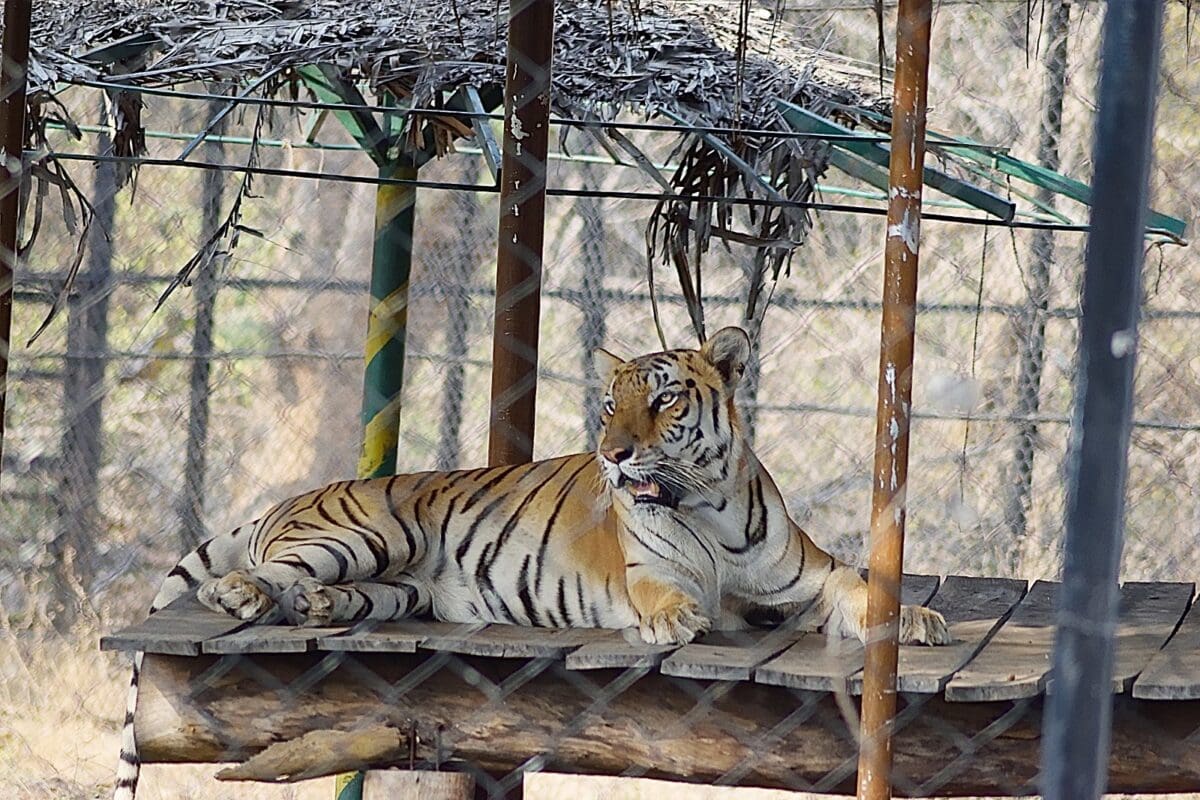 every-avenue-travel-best-zoos-in the world