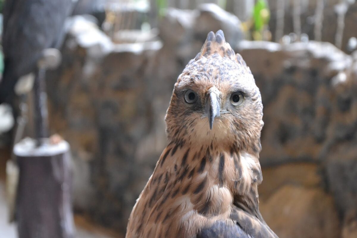 every-avenue-travel-best-zoos-in the world