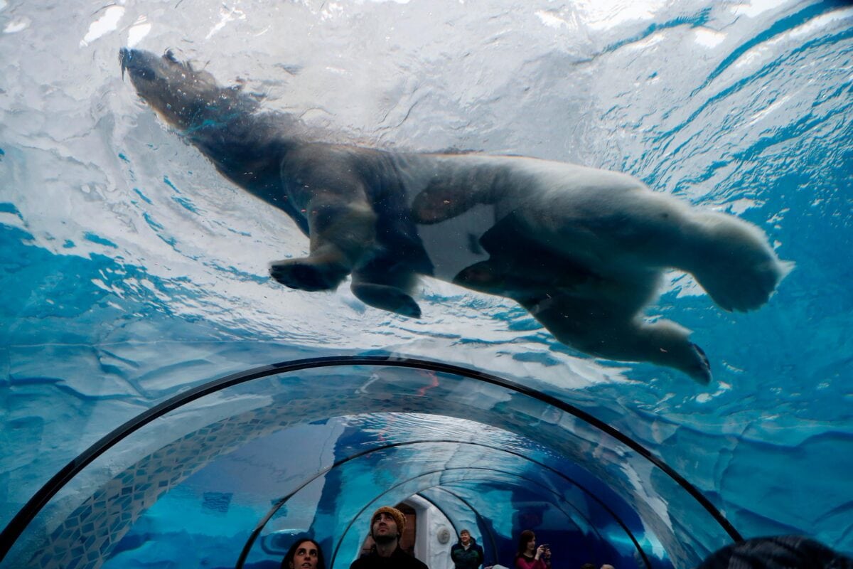 every-avenue-travel-best-zoos-in the world