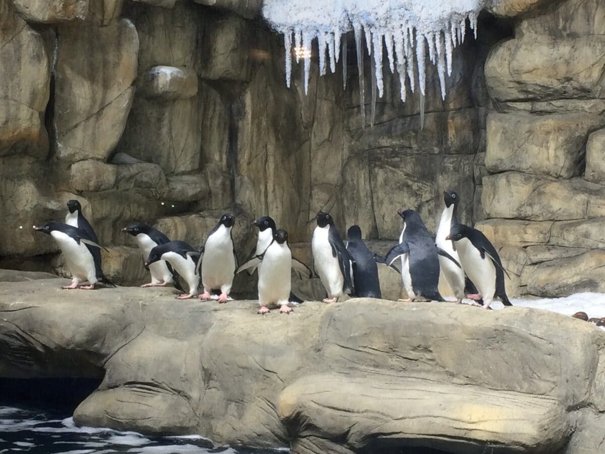 every-avenue-travel-best-zoos-in the world