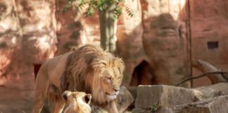 Going Wild At 10 Of The Best Zoos In The World every-avenue-travel-best-zoos-in the world