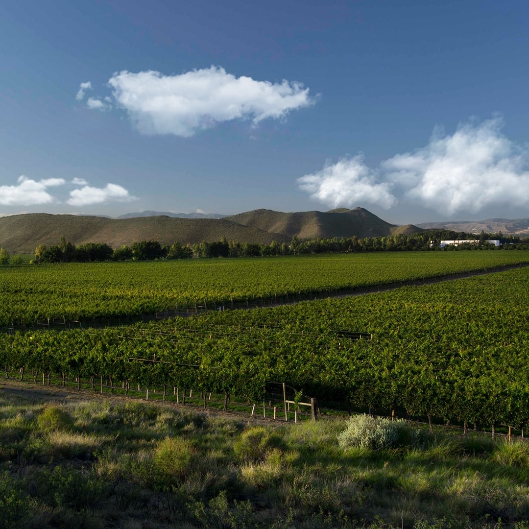 every-avenue-travel-top-wineries