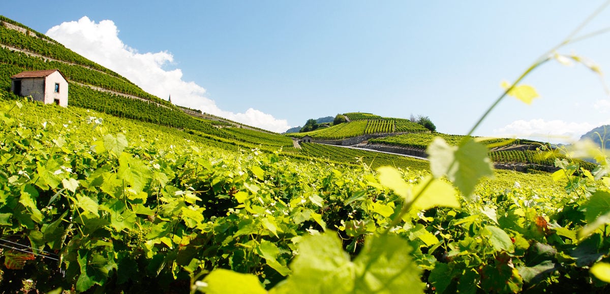 every-avenue-travel-top-wineries