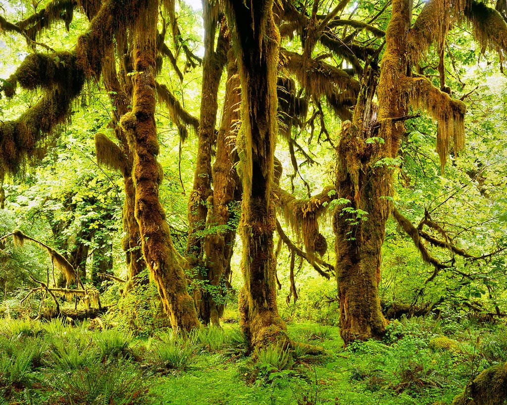 every-avenue-travel-rainforest locations