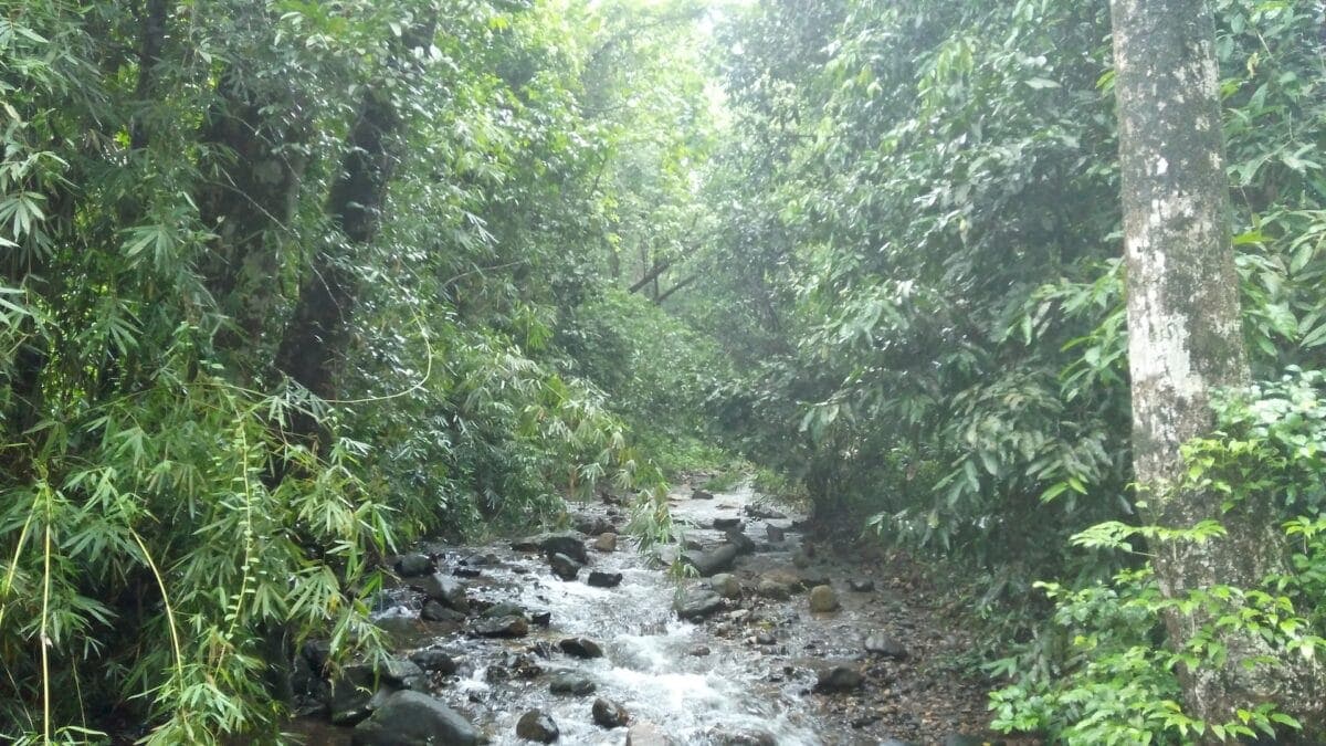 every-avenue-travel-rainforest locations