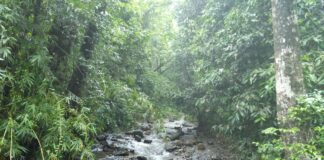 8 Of The Best Rainforest Locations To Visit In The World indianrainforest