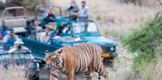 8 Of The Best Animal Safari Locations In The World indiasafari
