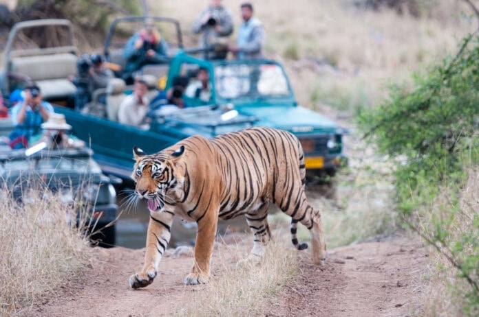 indiasafari indiasafari