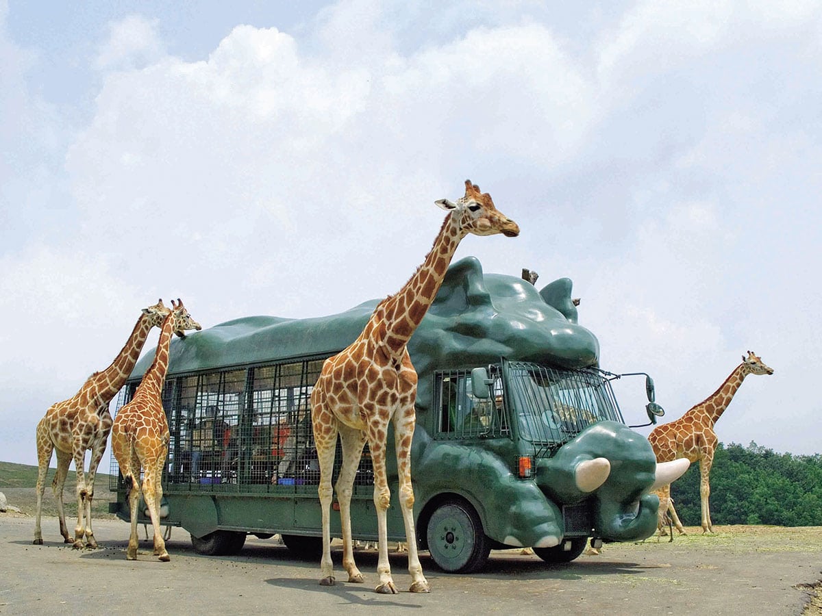 every-avenue-travel-animal-safari