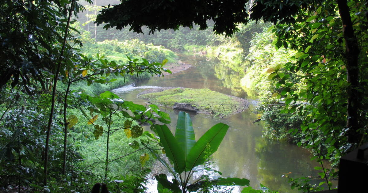 every-avenue-travel-rainforest locations