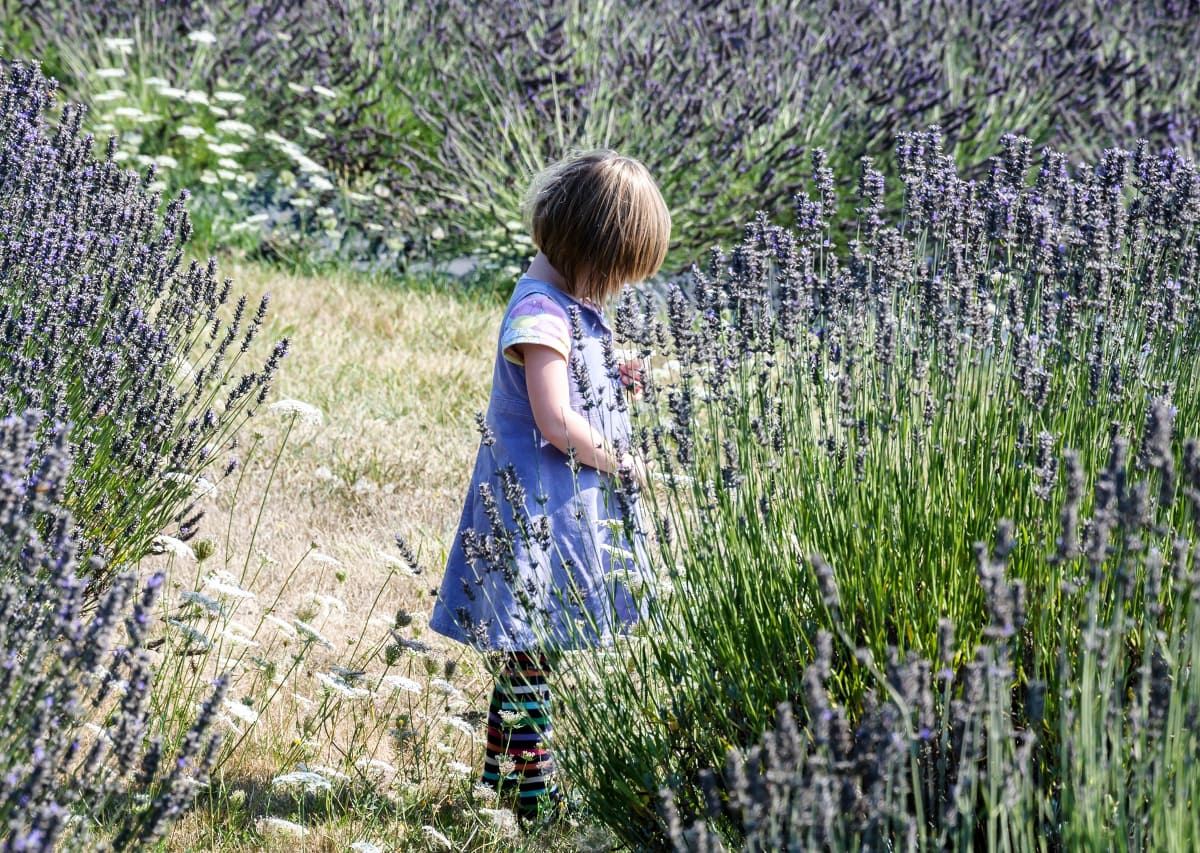 every avenue travel san juan islands