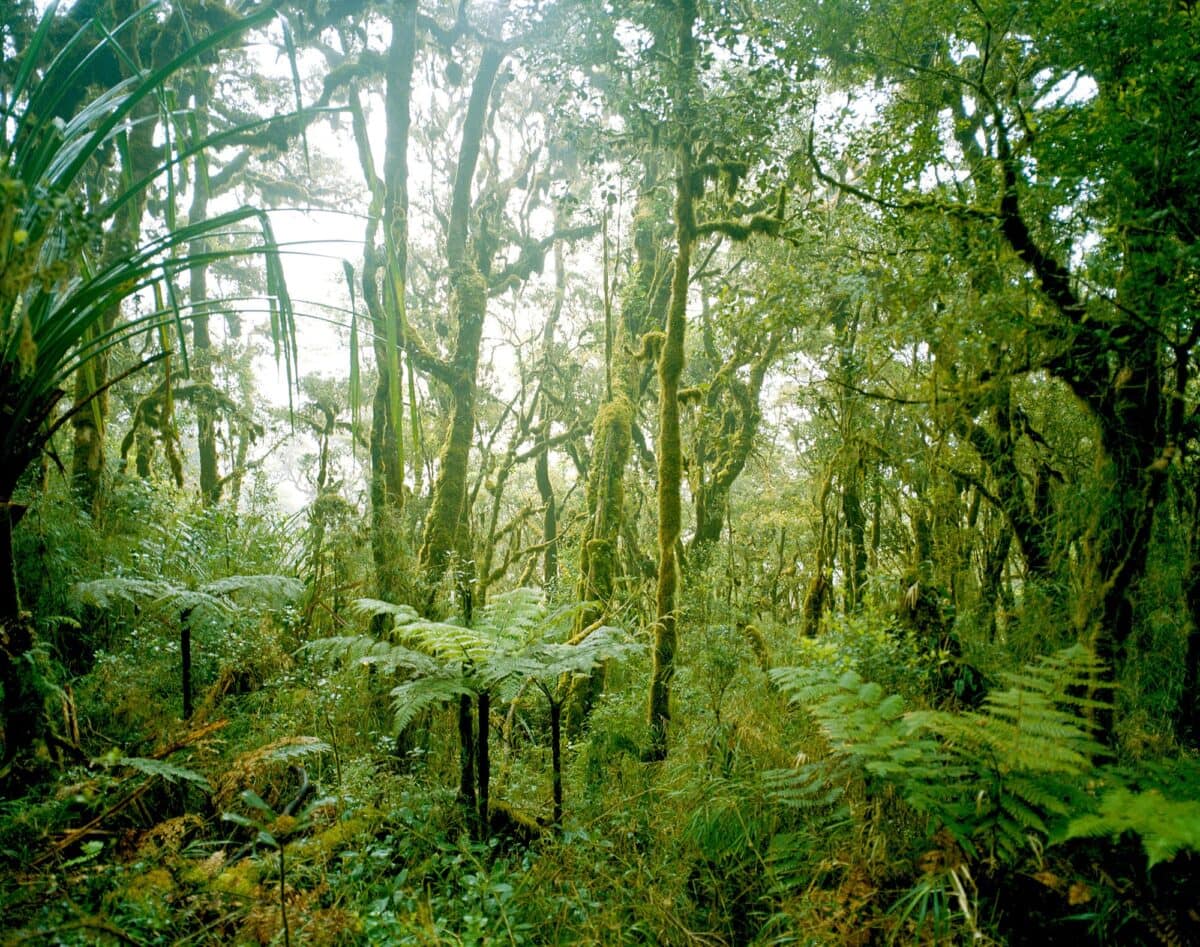 every-avenue-travel-rainforest locations